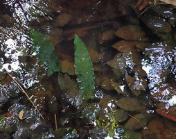 Cryptocoryne cordata var. siamensis and Barclaya longifolia growing together in shallow forest stream, Khao Lak Lam Ru NP, Thailand