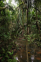 Cryptocoryne cordata var. siamensis habitat in a shallow forest stream under the huge Pandanus atrocarpus and Eleiodoxa conferta, Khao Lak Lam Ru NP, Thailand