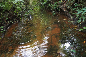 Cryptocoryne cordata var. siamensis, population in slow moving black water forest shallow stream, Khao Lak Lam Ru NP, Thailand