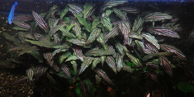 Cryptocoryne cordata var. siamensis Rosanervig 