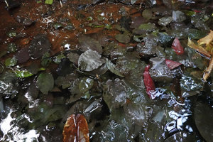 Cryptocoryne cordata var. siamensis, some bullate leaves just above the shallow water surface, Khao Lak Lam Ru NP, Thailand