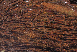 Cryptocoryne crispatula var. balansae, brown form, close-up of the bullate leaves, Phra Saeng river, Khao Sok, Thailand