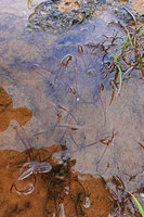 Cryptocoryne crispatula var. crispatula, narrow brown leaves produced under water during the high water level months, Ben Cu rapids, Dong Nai river, Cat Tien NP, Vietnam