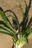 Cryptocoryne cruddasiana, blackish spatha, undulate and somewhat dentate leaves, Malikha river, Putao, Kachin, Myanmar