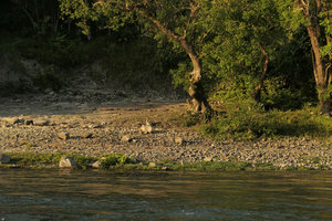 Cryptocoryne cruddasiana, emersed population along the river bank, Malikha river, Putao, Kachin, Myanmar