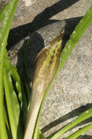 Cryptocoryne cruddasiana, maculate back side of the spatha limb, Malikha river, Putao, Kachin, Myanmar