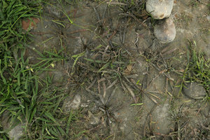 Cryptocoryne cruddasiana, mixed population of green and brown forms growing side by side, Malikha river, Putao, Kachin, Myanmar