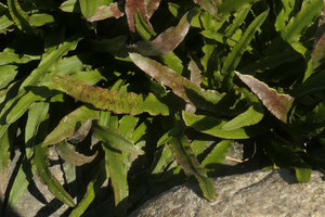 Cryptocoryne cruddasiana, undulate, striped and somewhat dentate leaves, Malikha river, Putao, Kachin, Myanmar