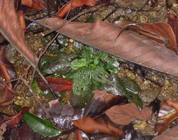 Cryptocoryne elliptica emersed among granitic pebbles and dead leaves from canopy trees, Bukit Panchor SP, Penang,  Malaysia
