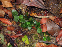 Cryptocoryne elliptica emersed among granitic pebbles and dead leaves, Bukit Panchor SP, Penang, Malaysia