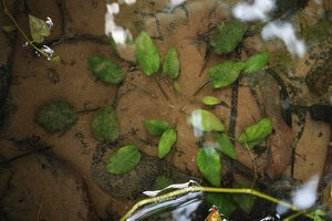 Cryptocoryne elliptica, submerged individual, Bukit Panchor, Penang, Malaysia