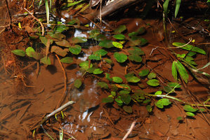 Cryptocoryne griffithii, bright green submeged leaves, Nee Soon swamp forest, Singapore