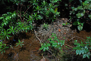 Cryptocoryne sp., maybe the elusive C. jacobsenii, submersed and emersed in disturbed habitat, Mac Ritchie, Singaporeprobably the species regularly exported to Europe in the Sixties and Seventies