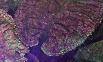 Cryptocoryne longicauda, bright golden pink iridescence under flash light in the brown leaf form, close up, Gunung Mulu NP, Sarawak, Borneo