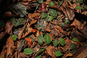 Cryptocoryne longicauda, brown and green leaves, Gunung Mulu NP, Sarawak, Borneo