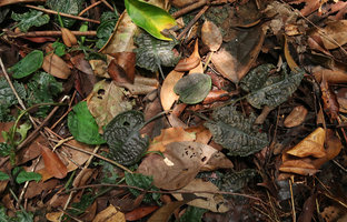 Cryptocoryne longicauda, brown leaf individual, Gunung Mulu NP, Sarawak, Borneo