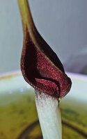 Cryptocoryne longicauda, opening spathe