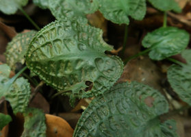 Cryptocoryne longicauda, strongly bullate leaves, margin undulated, almost dentate, Gunung Mulu NP, Sarawak, Borneo