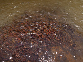 Cryptocoryne nurii clump in swift running water, Endau Rompin NP, Malaysia