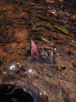 Cryptocoryne nurii flowering in habitat, Endau Rompin NP, Malaysia