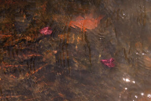 Cryptocoryne nurii flowering under water, Endau Rompin NP, Malaysia