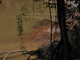 Cryptocoryne nurii in habitat Endau Rompin NP, Malaysia
