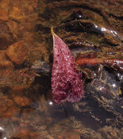 Cryptocoryne nurii, limb of the spathe emerging just above the water, Endau Rompin NP, Malaysia