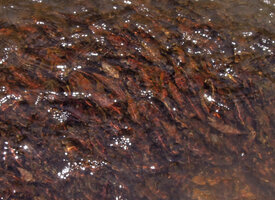 Cryptocoryne nurii, pinkish brown leaves, Endau Rompin NP, Malaysia