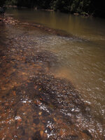 Cryptocoryne nurii vegetative clumps in fast flowing forest river, Endau Rompin NP, Malaysia