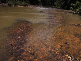 Cryptocoryne nurii, vegetative patches in fast flowing river, Endau Rompin NP, Malaysia
