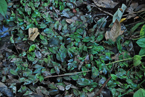 Cryptocoryne schulzei, partly emersed population, Gunung Panti FR, Johore, Malaysia, Feb 2012