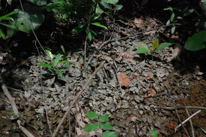 Cryptocoryne sp., maybe the elusive C. jacobsenii, vegetative population, emersed leaves covered by mud, Mac Ritchie, Singapore
