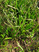Cryptocoryne spiralis, population, Tranquebar, Tamil Nadu, India
