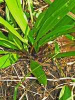 Cryptocoryne spiralis with inflorescence, Tranquebar, Tamil Nadu, India