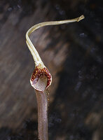 Cryptocoryne striolata, spathe limb and tube, Sarawak, Borneo