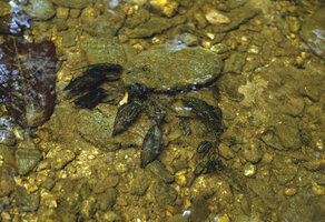 Cryptocoryne striolata submerged in a fast flowing shallow stream, Sarawak, Borneo