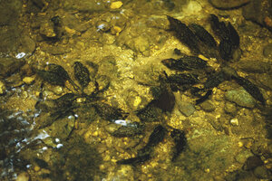 Cryptocoryne striolata totally cryptic due to the disruptive beige and brown lines design of the leaves, Sarawak, Borneo