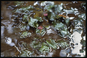 Cryptocoryne x purpurea flowering in habitat, photo taken in 1991 but this natural pond site has been drained to construct bungalows, Ayer Keroh Recreation Forest, Melaka, Malaysia