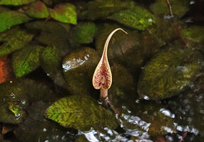 Cryptocoryne x timahensis, Bukit Timah, Singapour