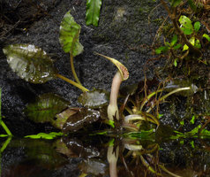 Cryptocoryne x timahensis, open spatha, tube and kettle