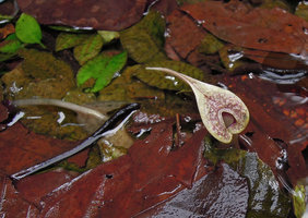 Cryptocoryne x timahensis, probably a hybrid between C. schulzei and C. nurii from Johore, maybe introduced by R.E. Holttum in late forties, Bukit Timah