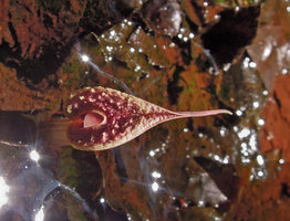 Cryptocoryne x timahensis, warty surface of the spatha, Singapore