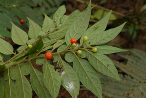 Cuatresia cf. garciae, berries under hairy leaves and stem, Chicaque, Soacha, Colombia