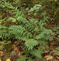 Cuatresia cf. garciae, plagiotropic branches and orthotropic new central stem, Chicaque, Soacha, Colombia