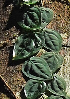 Culcasia parviflora, appressed shingle leaves, somewhat similar to Culcasia rotundifolia, Campo, Cameroon