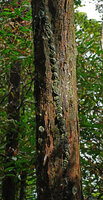 Culcasia parviflora, young climbing individual with shingle leaves appressed to tree trunk, Campo, Cameroon