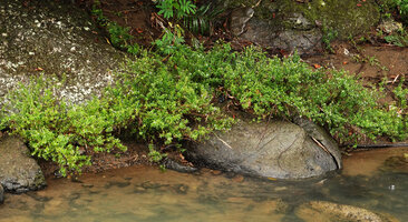 Cuphea hyssopifolia, an escaped garden species from Central America now naturalised as a rheophyte on rocks in fast flowing river, Tana Toraja, South Sulawesi