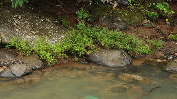 Cuphea hyssopifolia, an escaped garden species from Central America now naturalised as a rheophyte on rocks in similar fast flowing river, Tana Toraja, South Sulawesi