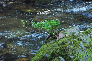 Cuphea utriculosa, a bonsai like rheophytic subshrub, Ram Tzul Natural Reserve, Baja Verapaz, Guatemala