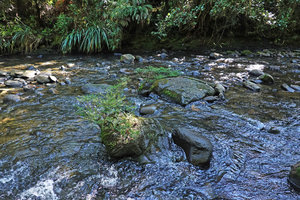 Cuphea utriculosa and Pitcairnia wilburiana, Ram Tzul Natural Reserve, Baja Verapaz, Guatemala